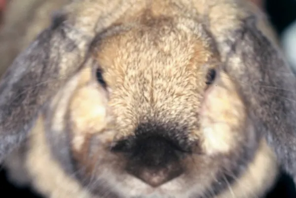 知られざるウサギの秘密 なぜ糞を食べるのか Nikkei Style 知られざるウサギの秘密 なぜ糞を食べるのか Nikkei Style