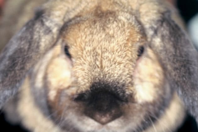 知られざるウサギの秘密 なぜ糞を食べるのか Nikkei Style 知られざるウサギの秘密 なぜ糞を食べるのか Nikkei Style