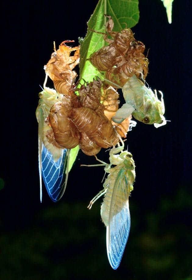 外敵を避けるため 夜に羽化 真夏の夜の風物詩 セミの羽化を観察しよう Nikkei Style 外敵を避けるため 夜に羽化 真夏の夜の風物詩 セミの羽化を観察しよう Nikkei Style