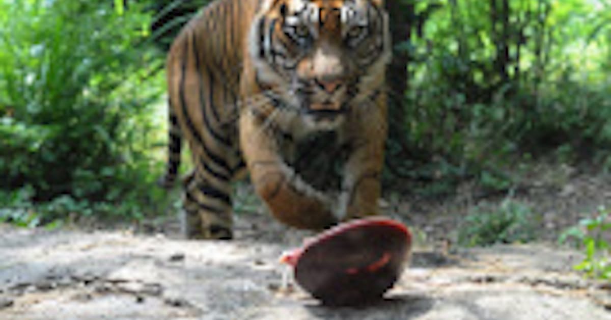 動物園の夏バテ対策 トラの好物はアイスキャンディー 日本経済新聞