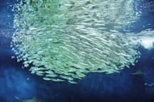 銀色の体で立ち泳ぎ 水族館の人気者タチウオ Nikkei Style 銀色の体で立ち泳ぎ 水族館の人気者タチウオ Nikkei Style