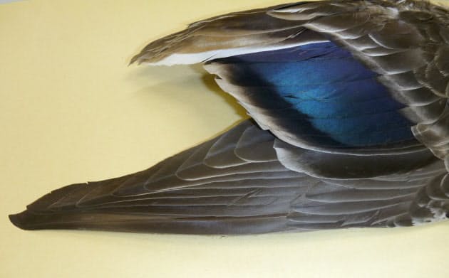 カルガモ 実はおしゃれさん 翼の内側に輝く羽根 Nikkei Style カルガモ 実はおしゃれさん 翼の内側に輝く羽根 Nikkei Style