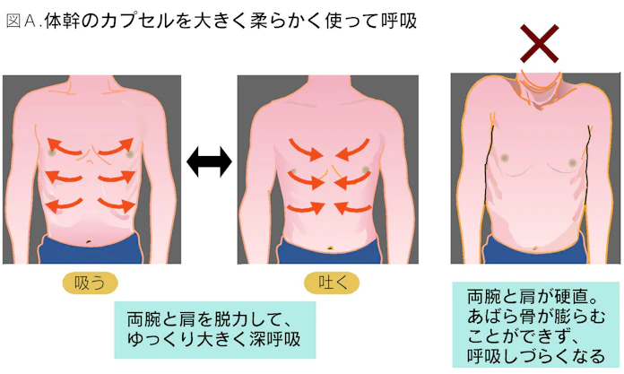 楽な呼吸で走れて体も弾む 体幹カプセルを生かせ 日本経済新聞