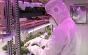 シャープがアラブ首長国連邦のドバイに建設したイチゴを栽培する「植物工場」の実験棟内部=同社提供・共同