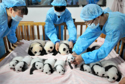 中国四川省で赤ちゃんパンダお披露目 日本経済新聞 中国四川省で赤ちゃんパンダお披露目 日本経済新聞