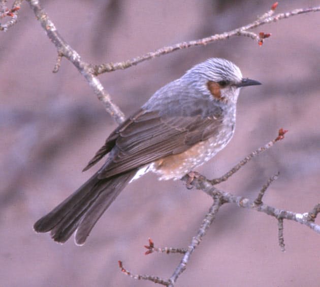 実は日本近辺にしかいない ヒヨドリの不思議 Nikkei Style 実は日本近辺にしかいない ヒヨドリの不思議 Nikkei Style