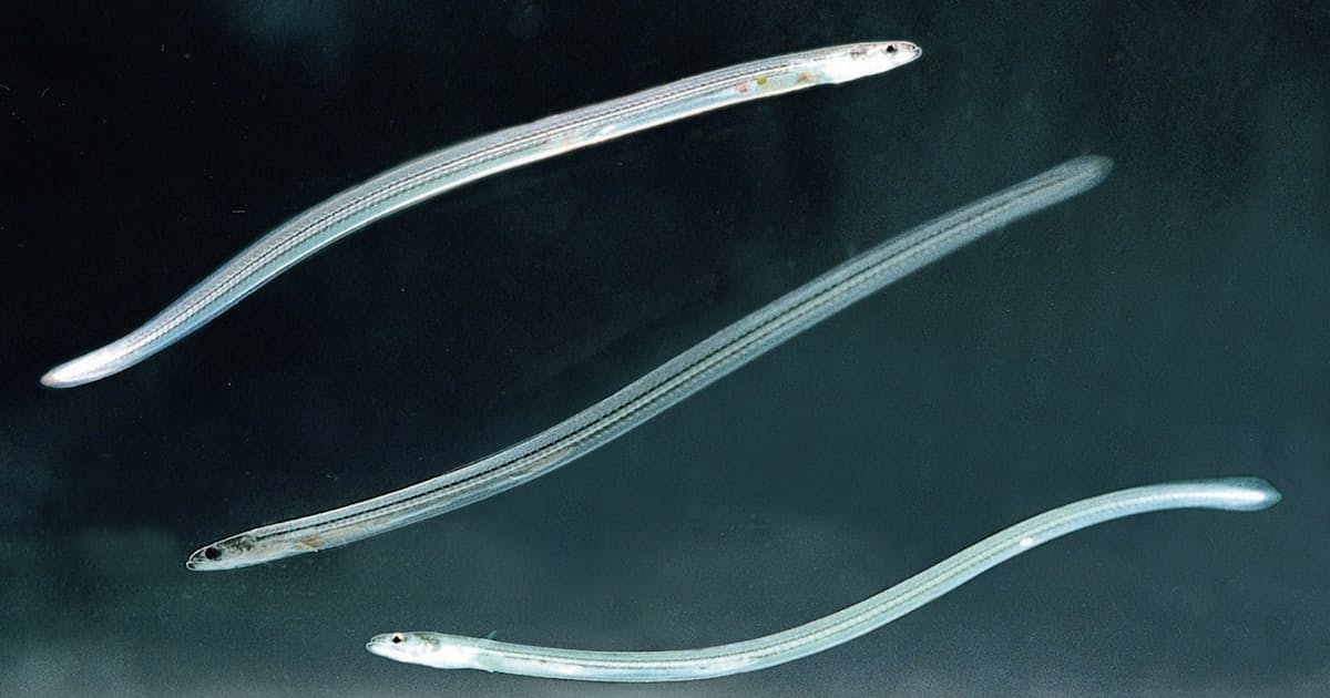 ウナギ稚魚 密漁の罰金300倍に 水産庁 日本経済新聞 ウナギ稚魚 密漁の罰金300倍に 水産庁 日本経済新聞