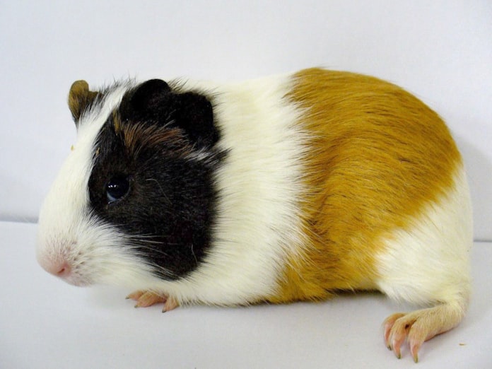 ビタミンcがないとダメなの 繊細なモルモット 日本経済新聞