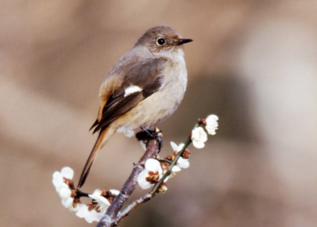 鳥の世界で冬はいつから ジョウビタキの越冬 Nikkei Style 鳥の世界で冬はいつから ジョウビタキの越冬 Nikkei Style
