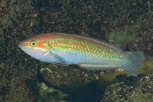 銀色の体で立ち泳ぎ 水族館の人気者タチウオ Nikkei Style 銀色の体で立ち泳ぎ 水族館の人気者タチウオ Nikkei Style