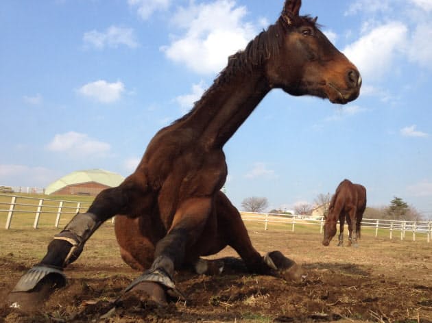 年賀状に馬の写真 Iphoneでうまく撮るコツ Nikkei Style 年賀状に馬の写真 Iphoneでうまく撮るコツ Nikkei Style