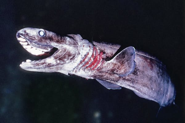 銀色の体で立ち泳ぎ 水族館の人気者タチウオ Nikkei Style 銀色の体で立ち泳ぎ 水族館の人気者タチウオ Nikkei Style