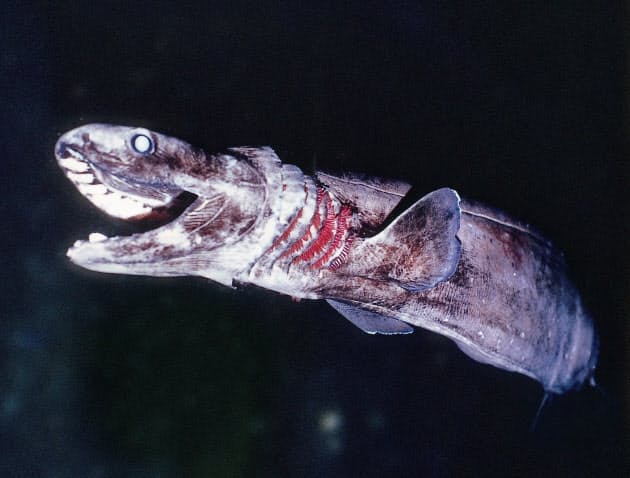 生きている化石 ラブカ 妊娠期間は3年半 Nikkei Style 生きている化石 ラブカ 妊娠期間は3年半 Nikkei Style