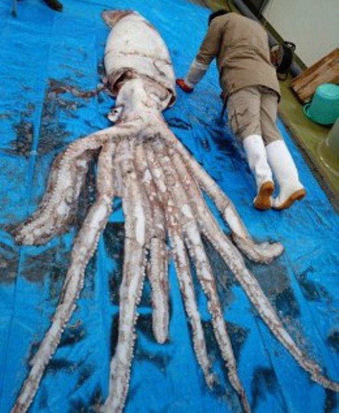 伝説の怪物 発見相次ぐ 写真で見るダイオウイカ 日本経済新聞 伝説の怪物 発見相次ぐ 写真で見るダイオウイカ 日本経済新聞