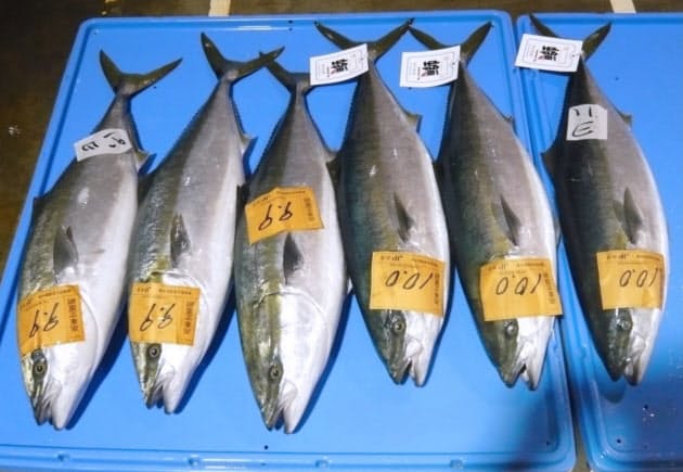 みかんを食べるブリ 養殖魚の王 新時代 Nikkei Style みかんを食べるブリ 養殖魚の王 新時代 Nikkei Style
