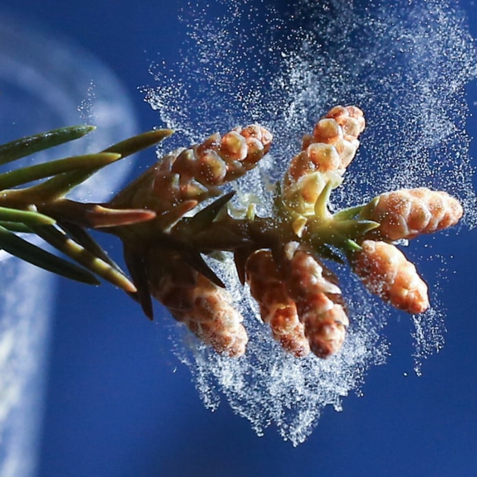 スギと花粉と日本人 日本経済新聞 スギと花粉と日本人 日本経済新聞