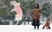 一面の雪の上で犬と遊ぶ人の姿も(14日午前、大阪市鶴見区の花博記念公園鶴見緑地)