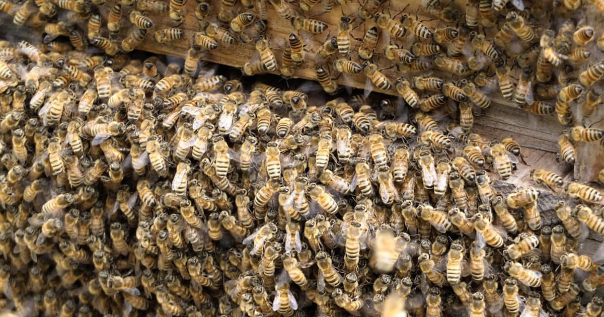 ミツバチのsos Eu禁止の農薬 国内に影響は 日本経済新聞 ミツバチのsos Eu禁止の農薬 国内に影響は 日本経済新聞