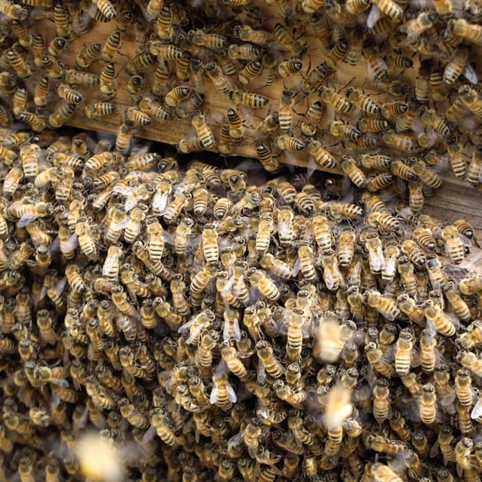 ミツバチのsos Eu禁止の農薬 国内に影響は 日本経済新聞 ミツバチのsos Eu禁止の農薬 国内に影響は 日本経済新聞