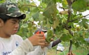 旧耕作放棄地で実ったワイン原料ブドウの収穫(2013年8月、大分県宇佐市安心院町の三和酒類の農園)