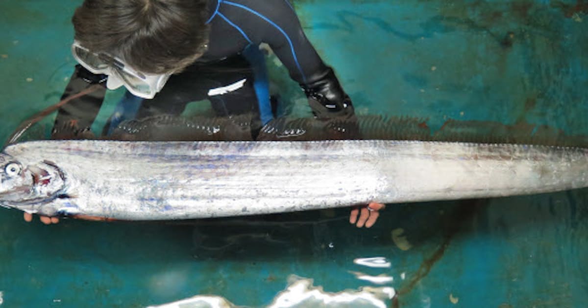 リュウグウノツカイ 巨大深海魚 浮上の謎 日本経済新聞 リュウグウノツカイ 巨大深海魚 浮上の謎 日本経済新聞