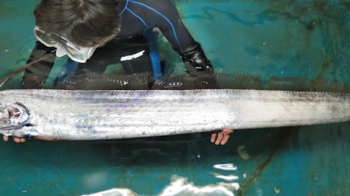 リュウグウノツカイ 巨大深海魚 浮上の謎 日本経済新聞 リュウグウノツカイ 巨大深海魚 浮上の謎 日本経済新聞