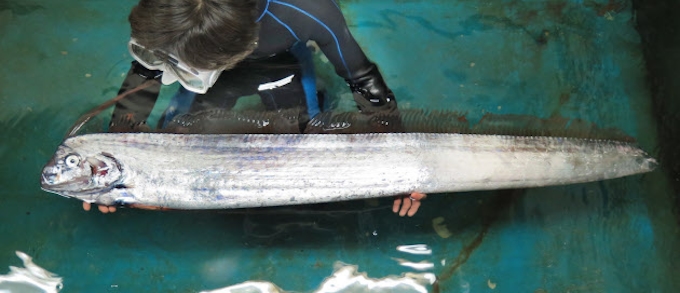 リュウグウノツカイ 巨大深海魚 浮上の謎 日本経済新聞
