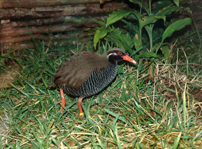 絶滅危惧種 沖縄のヤンバルクイナ 生息域回復 日本経済新聞