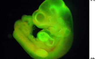 万能細胞「STAP細胞」から変化した細胞を全身に持つマウスの胎児(理化学研究所提供)