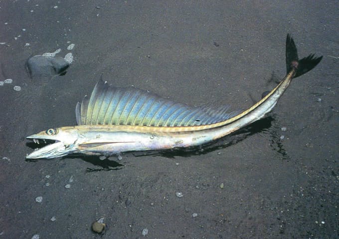 悪食の深海魚 ミズウオ 海の環境汚染伝える 日本経済新聞 悪食の深海魚 ミズウオ 海の環境汚染伝える 日本経済新聞