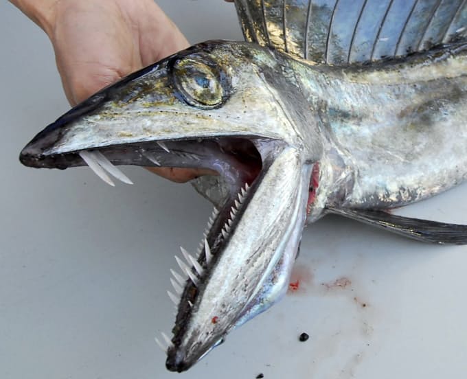 悪食の深海魚 ミズウオ 海の環境汚染伝える 日本経済新聞 悪食の深海魚 ミズウオ 海の環境汚染伝える 日本経済新聞