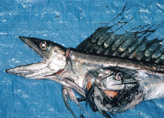 悪食の深海魚 ミズウオ 海の環境汚染伝える 日本経済新聞 悪食の深海魚 ミズウオ 海の環境汚染伝える 日本経済新聞