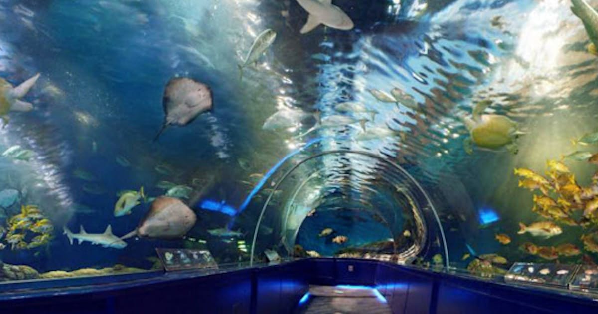 しながわ水族館 閉館後に館内で謎解きゲーム 日本経済新聞 しながわ水族館 閉館後に館内で謎解きゲーム 日本経済新聞