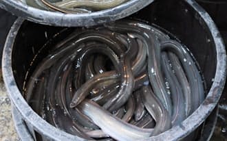 ウナギの価格は最高値水準で推移している