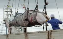 調査捕鯨により釧路沖で捕獲され、水揚げされるミンククジラ=2013年9月、北海道釧路市