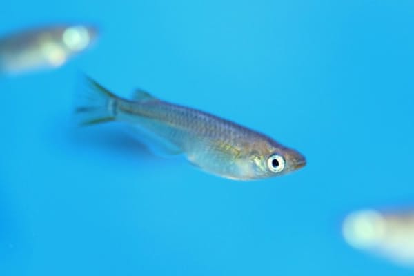 銀色の体で立ち泳ぎ 水族館の人気者タチウオ Nikkei Style 銀色の体で立ち泳ぎ 水族館の人気者タチウオ Nikkei Style