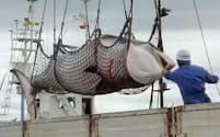 調査捕鯨により釧路沖で捕獲され、水揚げされるミンククジラ（2013年9月、北海道釧路市）=共同