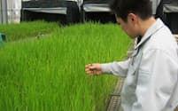ササニシキ発祥の地では品種改良を重ねる(宮城県古川農業試験場)