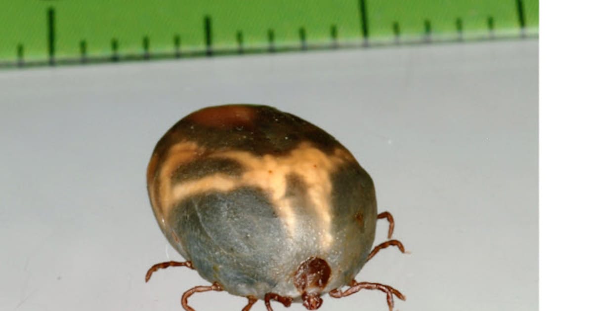 ウイルス感染死亡者出た集落 マダニ多数発見 日本経済新聞