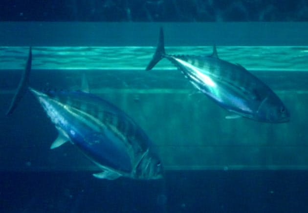 縄文人も食べたカツオ 水族館での飼育は難しい Nikkei Style 縄文人も食べたカツオ 水族館での飼育は難しい Nikkei Style