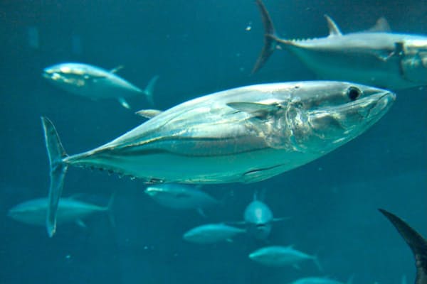 ゼラチン質の卵帯 長さ10メートルにも 東日本でよく獲れるキアンコウ 冬場の鍋の Nikkei Style ゼラチン質の卵帯 長さ10メートルにも 東日本でよく獲れるキアンコウ 冬場の鍋の Nikkei Style