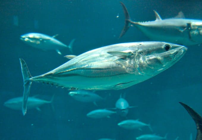 縄文人も食べたカツオ 水族館での飼育は難しい 日本経済新聞