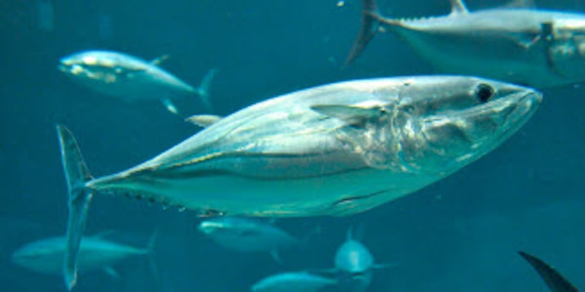 縄文人も食べたカツオ 水族館での飼育は難しい 日本経済新聞