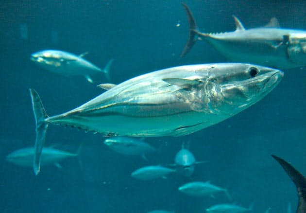 縄文人も食べたカツオ 水族館での飼育は難しい Nikkei Style 縄文人も食べたカツオ 水族館での飼育は難しい Nikkei Style