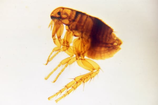 夏は やけど虫 に注意 アリ似 触ると水ぶくれ Nikkei Style 夏は やけど虫 に注意 アリ似 触ると水ぶくれ Nikkei Style
