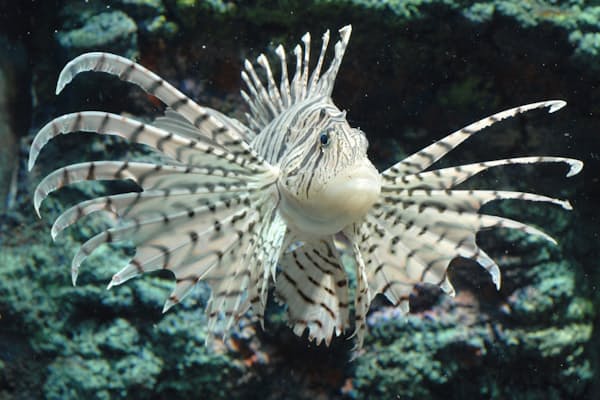 銀色の体で立ち泳ぎ 水族館の人気者タチウオ Nikkei Style 銀色の体で立ち泳ぎ 水族館の人気者タチウオ Nikkei Style