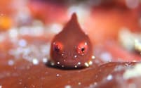 「ワタシ」こと、約3ミリのダンゴウオ。とても小さいため海中で見つけるのは難しい(静岡県下田市の九十浜)=撮影協力　須崎ダイビングセンター