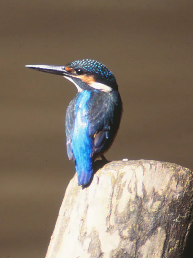 子から餌の執拗な催促 カワセミの親はつらいよ Nikkei Style 子から餌の執拗な催促 カワセミの親はつらいよ Nikkei Style