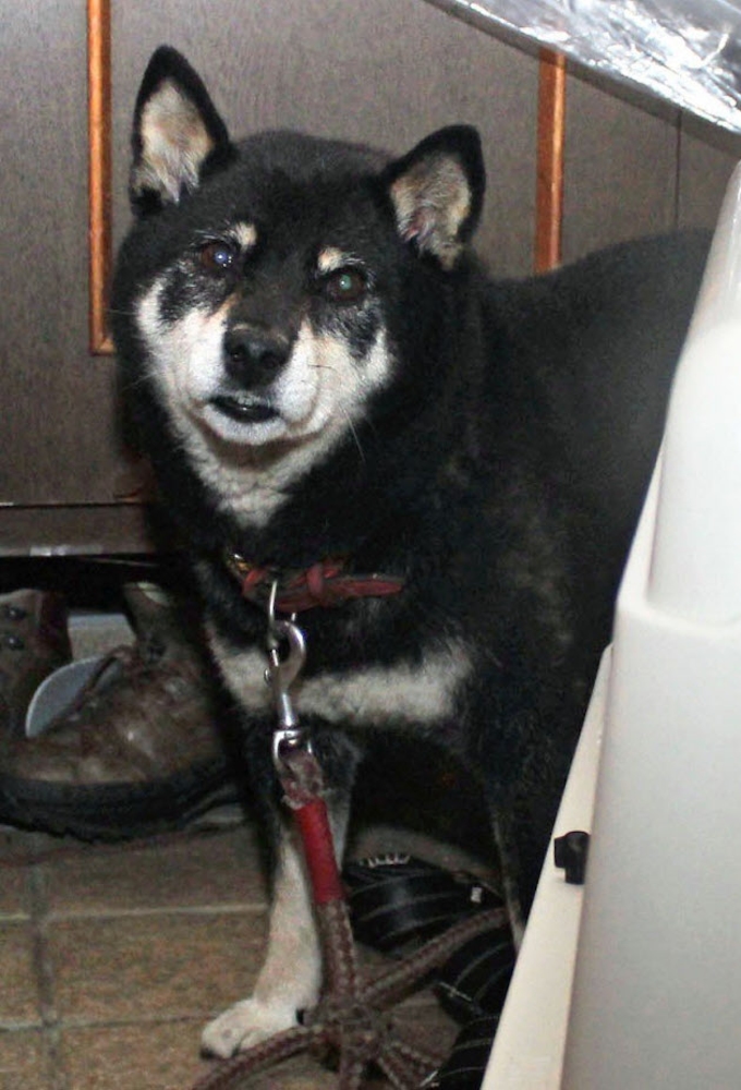 忠犬お手柄 クマを撃退 金沢で飼い主と散歩中 日本経済新聞