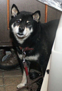 忠犬お手柄 クマを撃退 金沢で飼い主と散歩中 日本経済新聞 忠犬お手柄 クマを撃退 金沢で飼い主と散歩中 日本経済新聞
